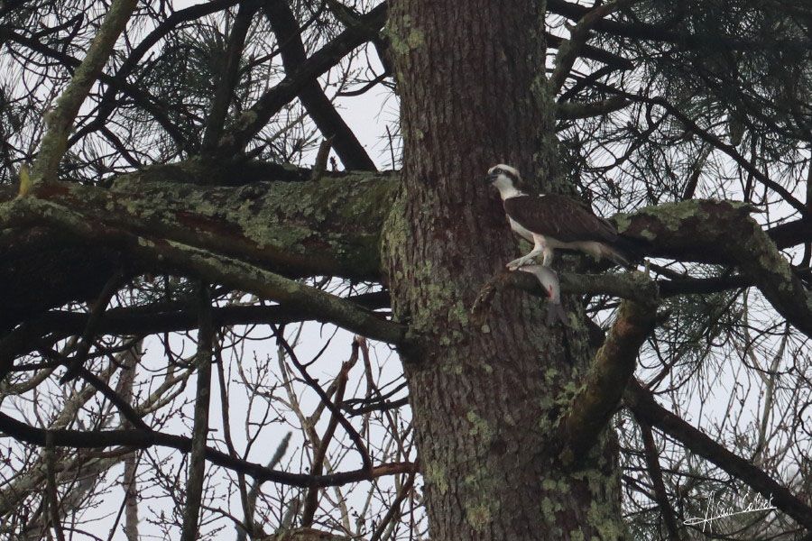 Balbuzard pécheur à Ondres et au marais d'Orx