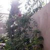 Les Roses à Agadir