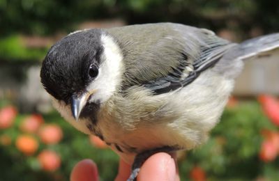 jeune mésange qui vient dire bonjour !!