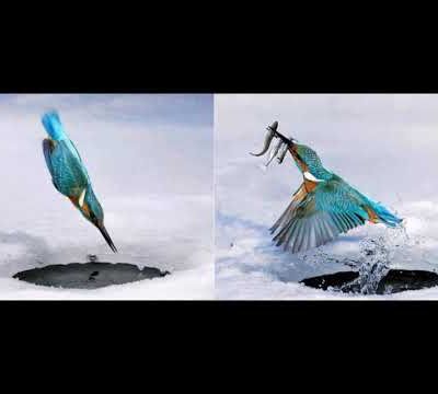 ÉLÉGANCE DE LA NATURE, l'homme peut-il créer de telles beautés 