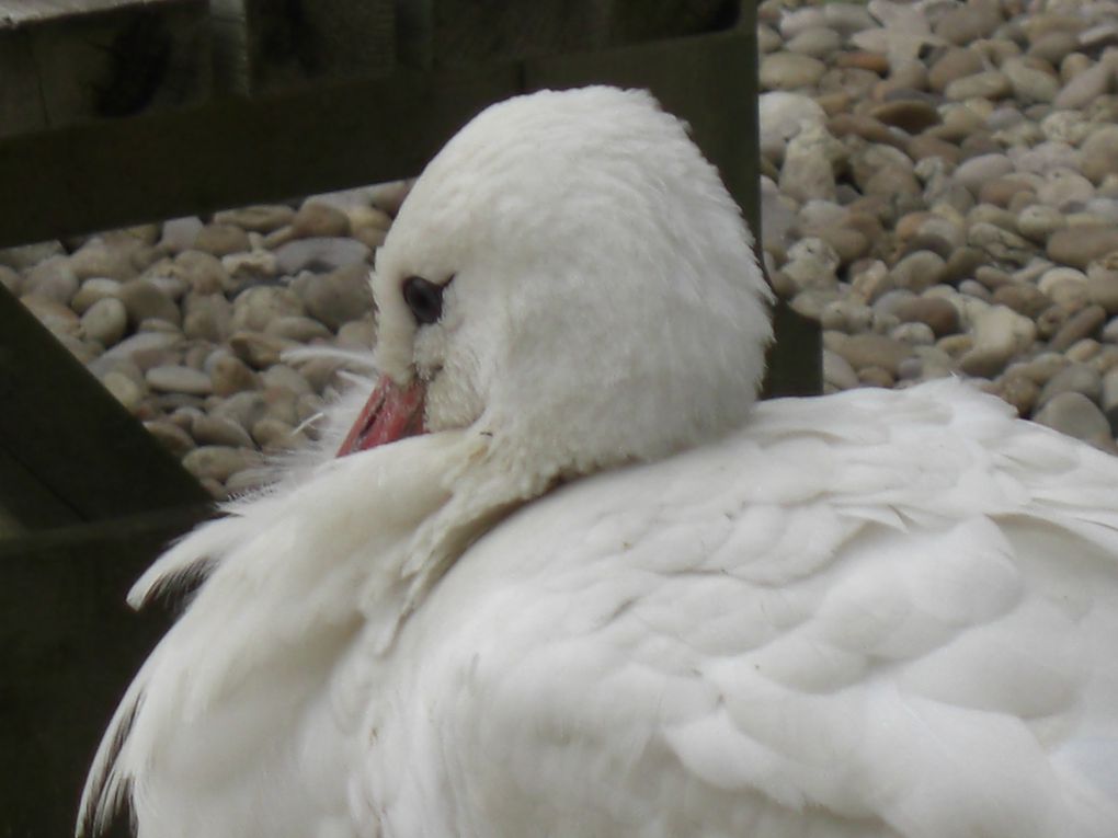 Album - Parc-ornithologique des Dombes