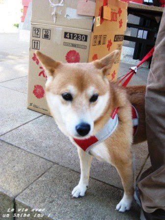 *Toutes les photos dans "La vie avec un Shiba Inu !"  appartiennent à "akishiba", l'auteur de ce blog. 