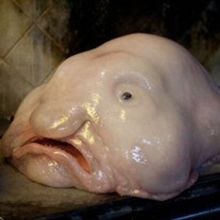 Das Blobfish wählte die hässlichste Tier der Welt