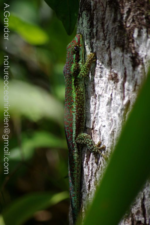 photos du Gecko vert des Hauts Phelsuma borbonica, reptile endémique de l'île de La Réunion