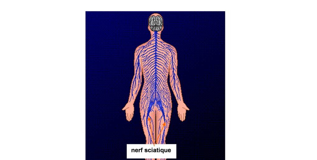 Retrouvez toute l'anatomie humaine traitable à distance par la réflexologie plantaire.