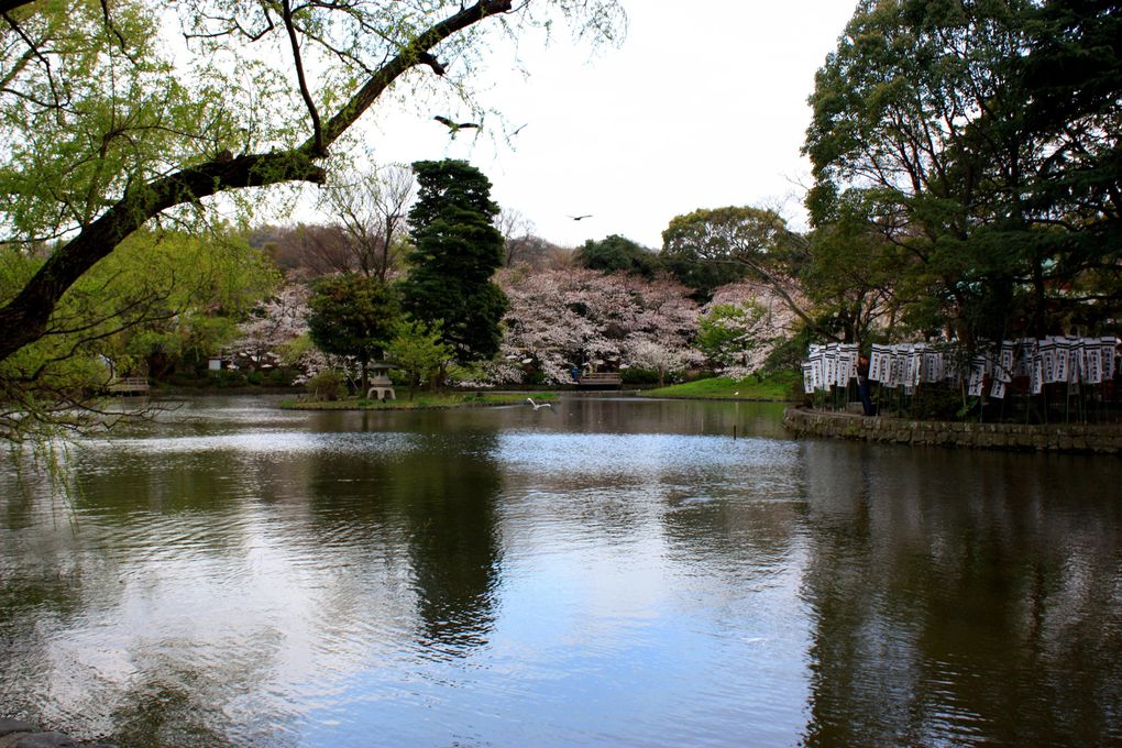 Photos de Kamakura, semaine pleine de fleurs de cerisiers
(s'il vous plait, respectez mon copyright)