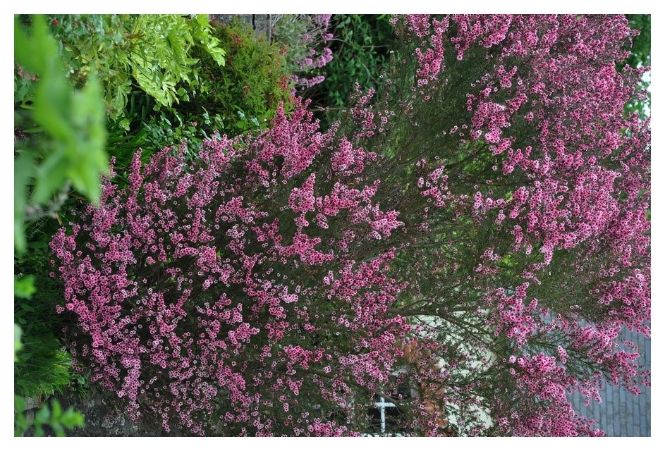 Les fleurs d'avant et d'après la pluie et le vent