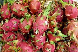 Dragon fruit