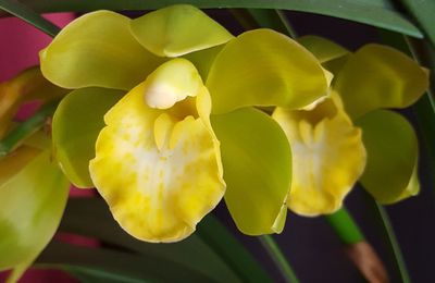 Cymbidium