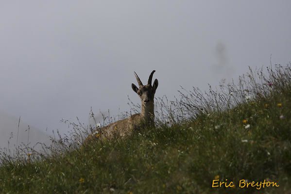 Album - Bouquetins-du-Vercors