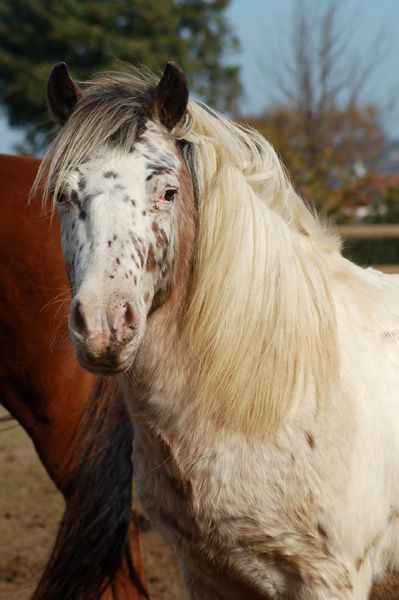 Les poneys et chevaux du club