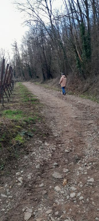 Balade en forêt sur le Wangenberg