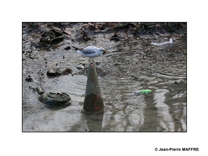 A Paris, en 2016, le grand nettoyage du canal Saint-Martin fait découvrir les vestiges des objets de la vie courante enfouis dans la vase. Une nouvelle forme d'art ?