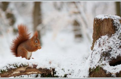 L'écureuil dans la neige