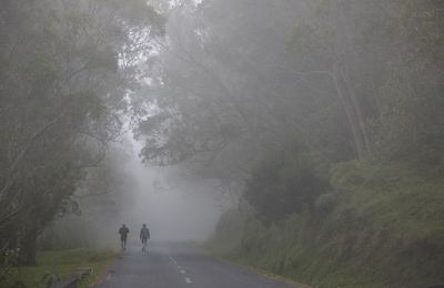 Brouillard au Maïdo, Réunion/ Fog in Reunion Island