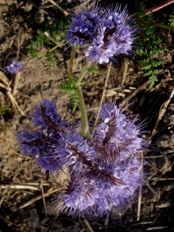 Prés et champs dont la mer n'est jamais éloignée, bois de korrigans et bords de dunes... Fleurs des champs!