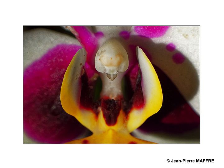 En s'approchant du cœur des orchidées on peut admirer les mystères de leur beauté fascinante.