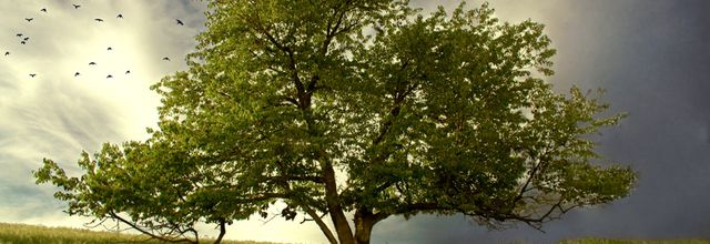 Comment pratiquer la méditation de l'arbre