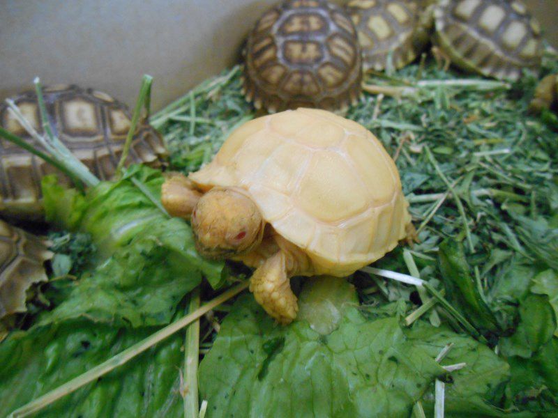 Baby Albino Sulcata Tortoises For Sale