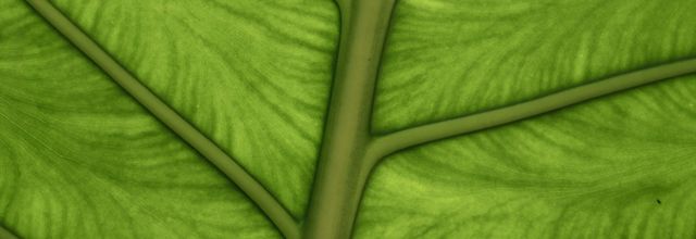 Fond vert