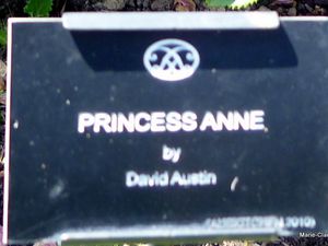 Sublime rosier 'Princesse Anne',