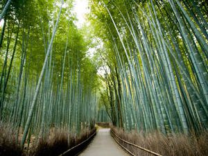 La superbe forêt de Bambous de Sagano, Japon