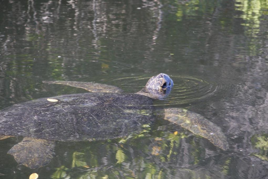 Album de mon deuxième voyage aux îles Galapagos, avec mes parents