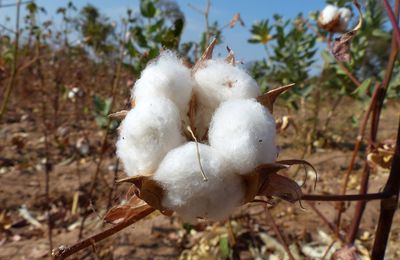 La campagne d'achat du coton