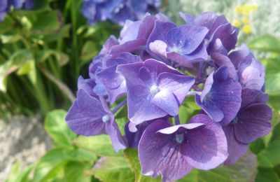 Hortensia violet