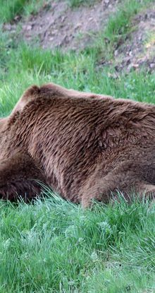 Descente de lit en peau d'ours