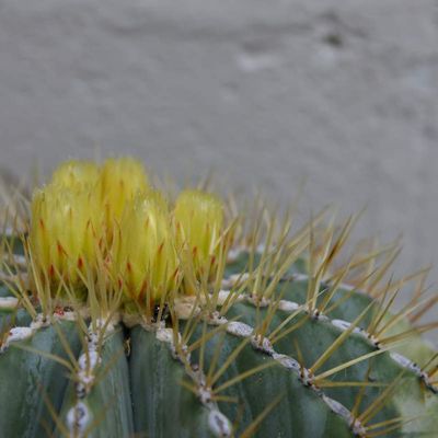 Encore un cactus ...