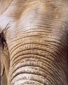 L’éléphante Royal trompe énormément