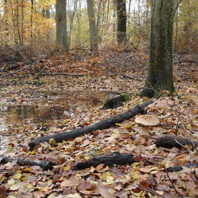 boletus edulis magique et tricheries humaines