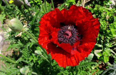 Le pavot rouge et l'abeille sauvage