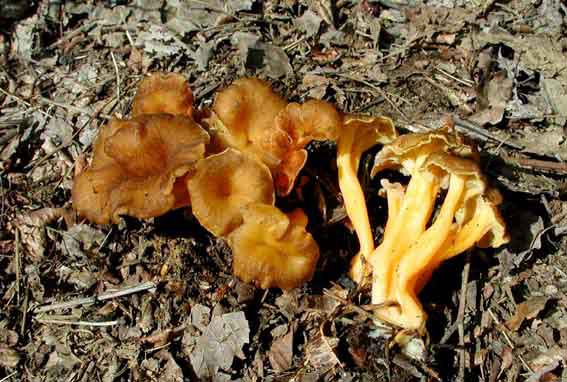 Chanterelle jaune prix