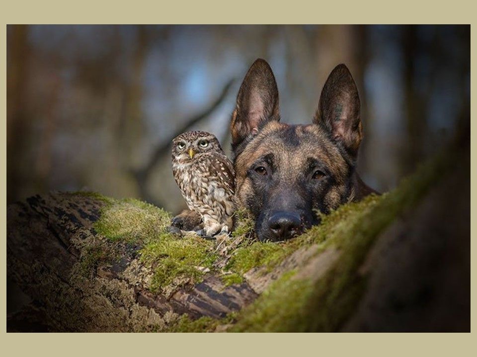 Divers - Le chien et le hibou..