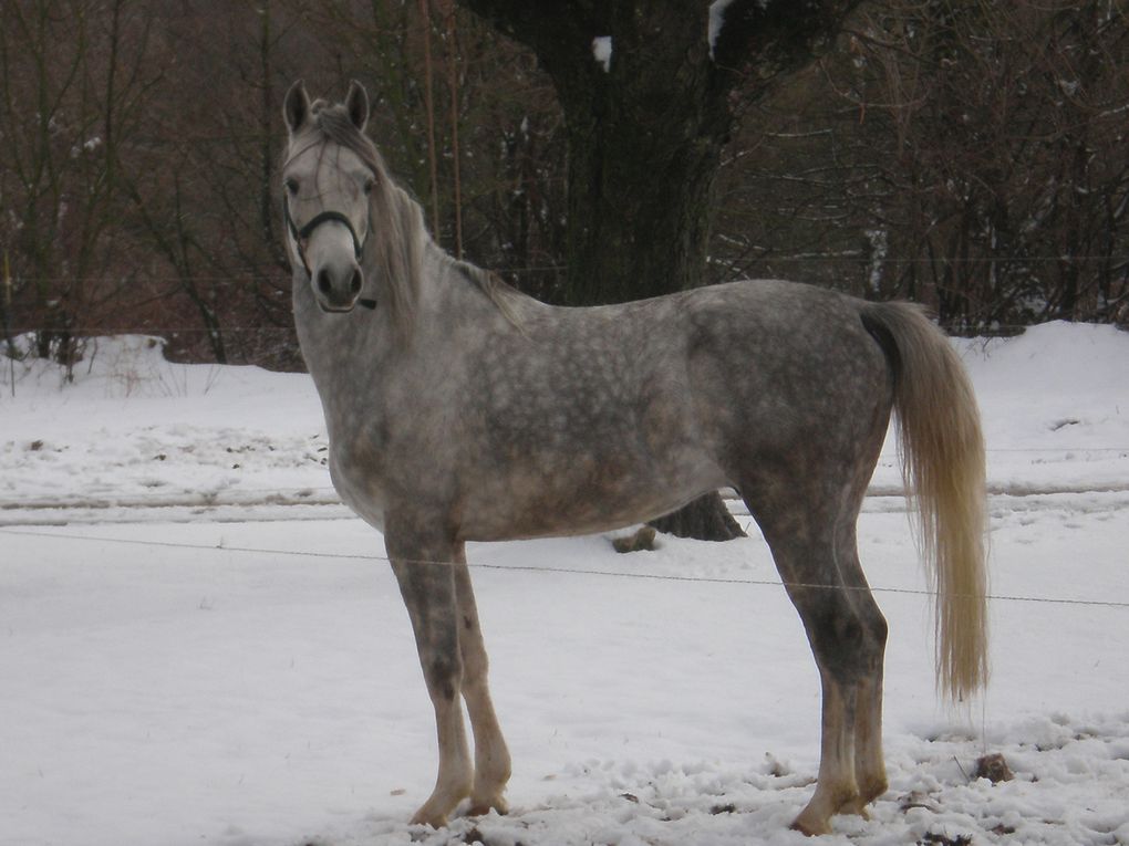 les chevaux , du poulain à la compétition...