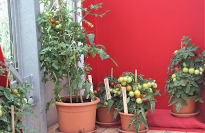 Tipps der Bayerischen Gartenakademie Veitshöchheim für Tomaten im Kübel