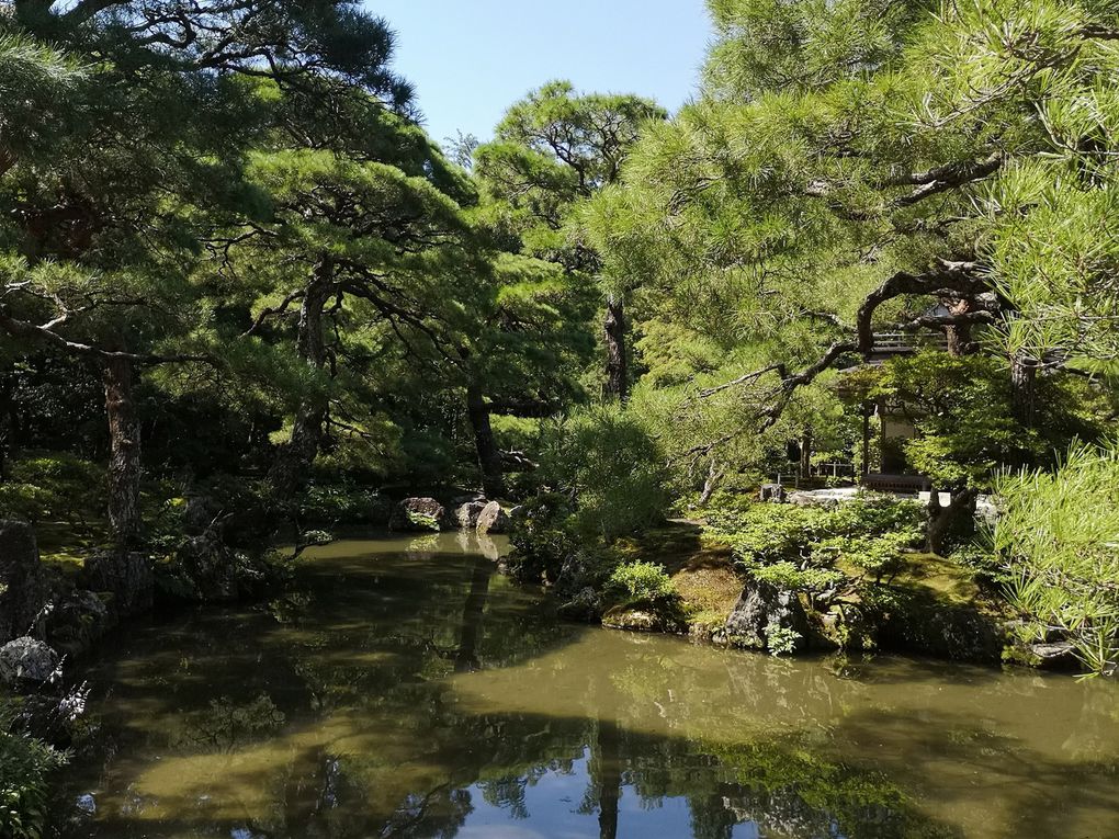 Les jardins à la japonaise sont absolument époustouflants ! Je ne suis pas particulierement jardinophile, contrairement à mon padre, mais l'esthetisme qu'on y trouve est profondément apaisant et de toute beauté !         Bien loin de la rigueur des jardins à la francaise, parfaitement ordonnés et rectilignes, héritage de Versailles et du temps de Louis XIV, les jardins à la japonaise se caractérisent par un enchevetrement très plaisant d'arbres et d'arbustes, d'eau qui coule, et de pierres et jardins de gravier.      2 philosophies qui s'affrontent, l'une d'une nature dominée et maîtrisée, l'autre d'un aménagement harmonieux et respectueux de la nature... et l'harmonie est vraiment le terme qui désigne le mieux mon ressenti en contemplation devant eux !        D'ailleurs, les japonais y sont très sensibles... Il faut voir la taille des arbres dans leurs maisons, ou comprendre que en période de printemps pour les cerisers en fleurs, ou à l'automne quand les feuilles des arbres prennent des couleurs rouges-jaunes-orangées, les parcs et jardins sont full of people et les hotels de la ville bondés !        Je vous laisse apprécier ces débuts d'automne déjà très prometteurs...