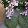 "Mon Streptocarpus wendlandii perd ses fleurs et sa feuille"