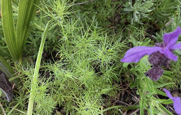 Les fleurs du mois de mai 2025, dans le micro jardin urbain 