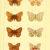 Zoonymie du papillon la Mélitée de la Lancéole Melitaea parthenoides. - Le blog de jean-yves cordier