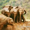 Rencontre avec les éléphants