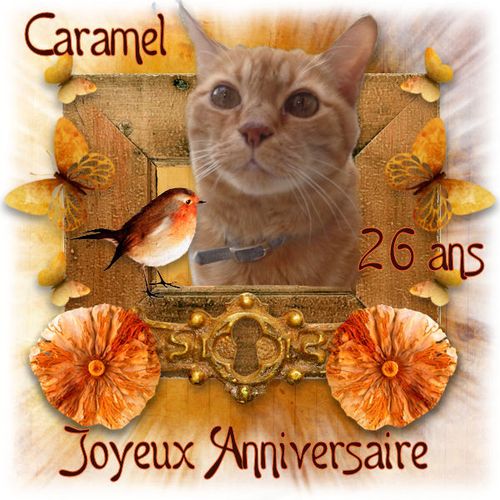 Caramel Lb Le Chat Venu Du Ciel