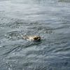 Labrador à l'eau