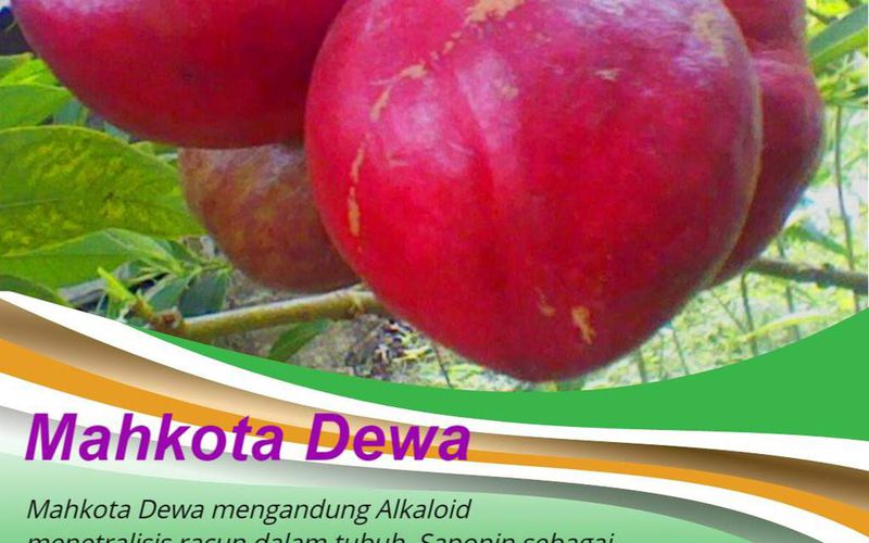 tips agar ambeien cepat kempes