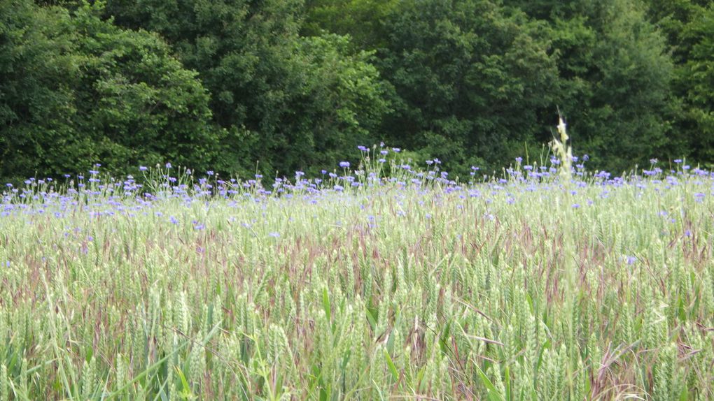 Le village de Clémencey et les champs de bleuets