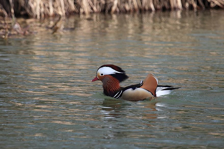 Album - Faune-Oiseau-7