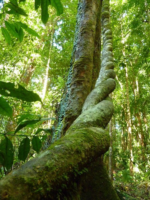 Remonte au Cape York depuis Cairns.
plage, 4x4 et Gunshot au programme!