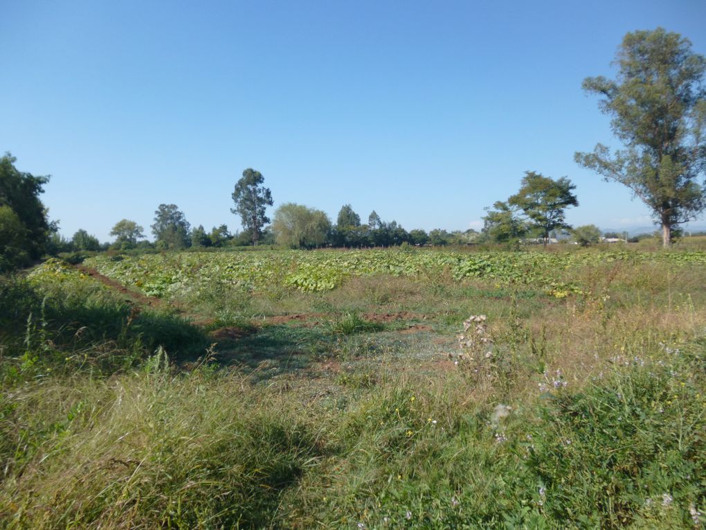 Pendant la promenade Nicanor s'est embourbé jusqu'au genou, le terrain étant irrigué il était aspiré par la terre et appelait à l'aide, Ayudame, Ayudame!!!!